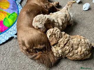 Cavapoo dogs Cavapoo pup - Advert 2