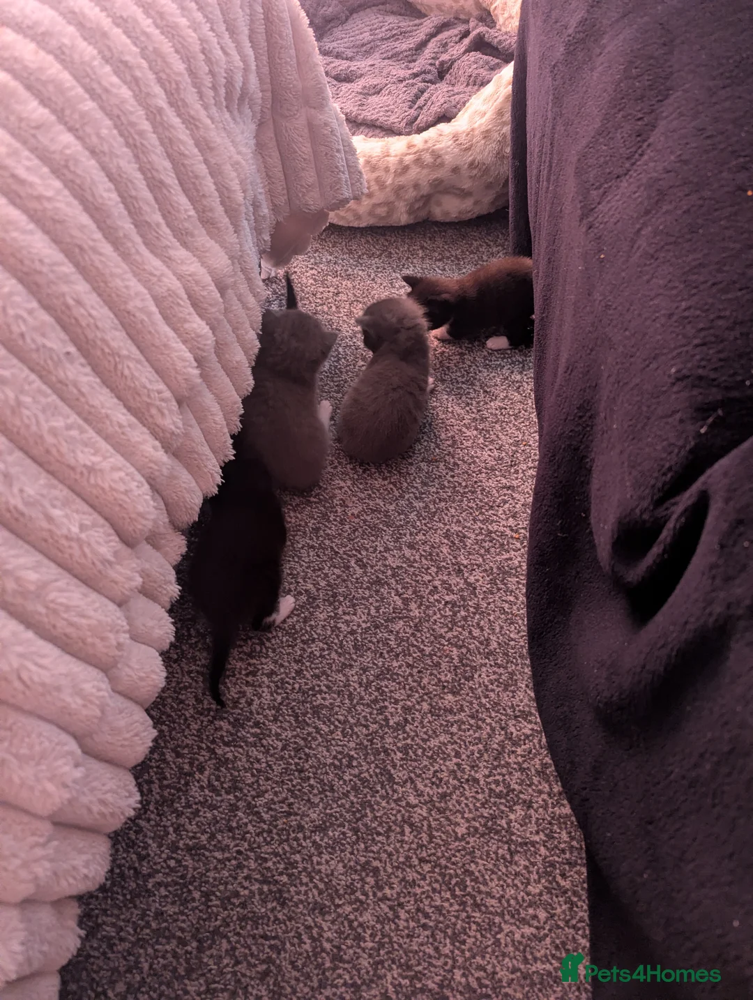 Mixed Breed cats for sale: 5 beautiful kittens in Norwich - Advert 2