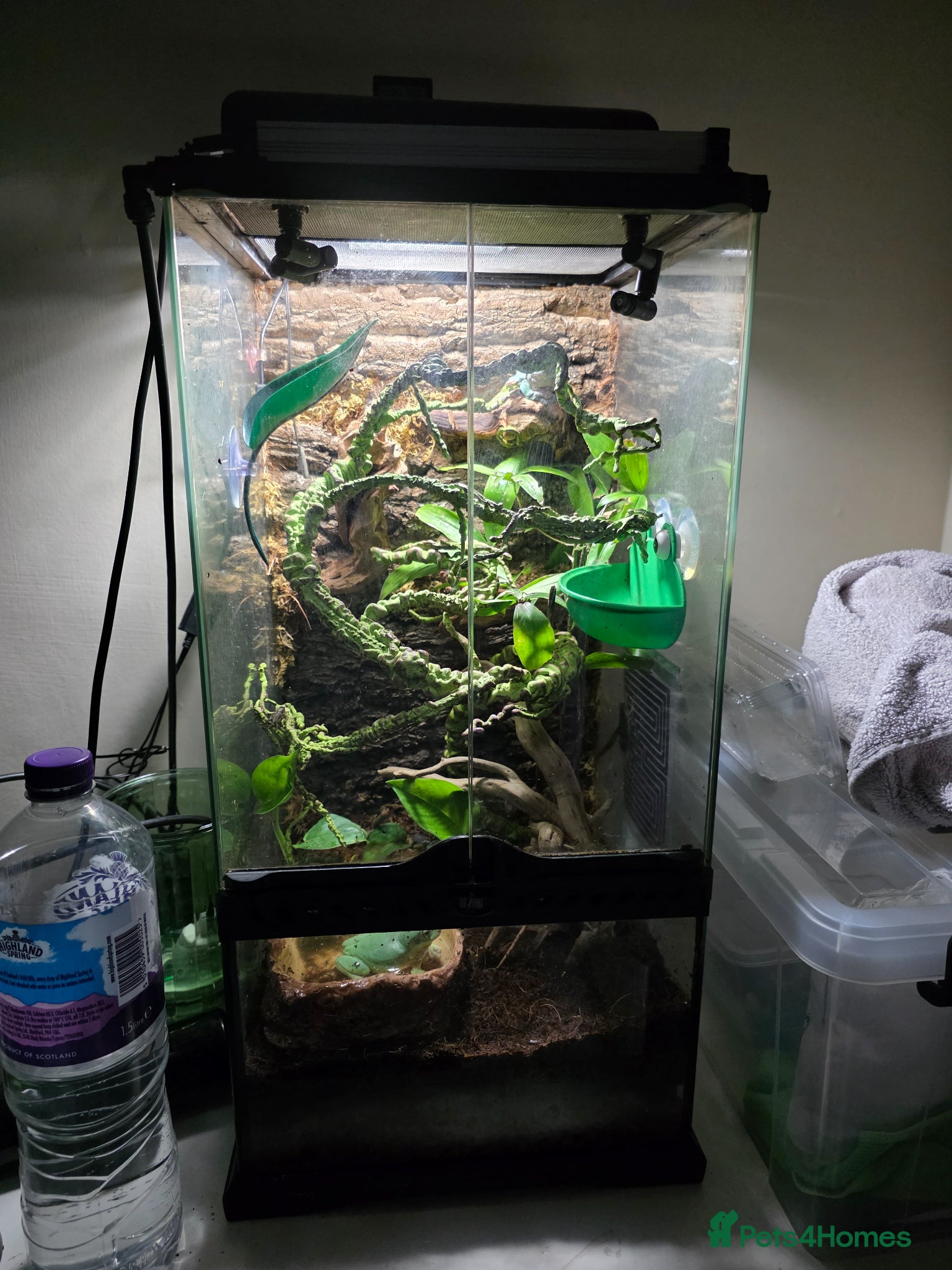 Frog reptiles for sale: Pair of Whites tree frogs & setup in Huddersfield - Advert 4