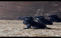 Springador dogs for sale: Black Springador Puppies - Image 2