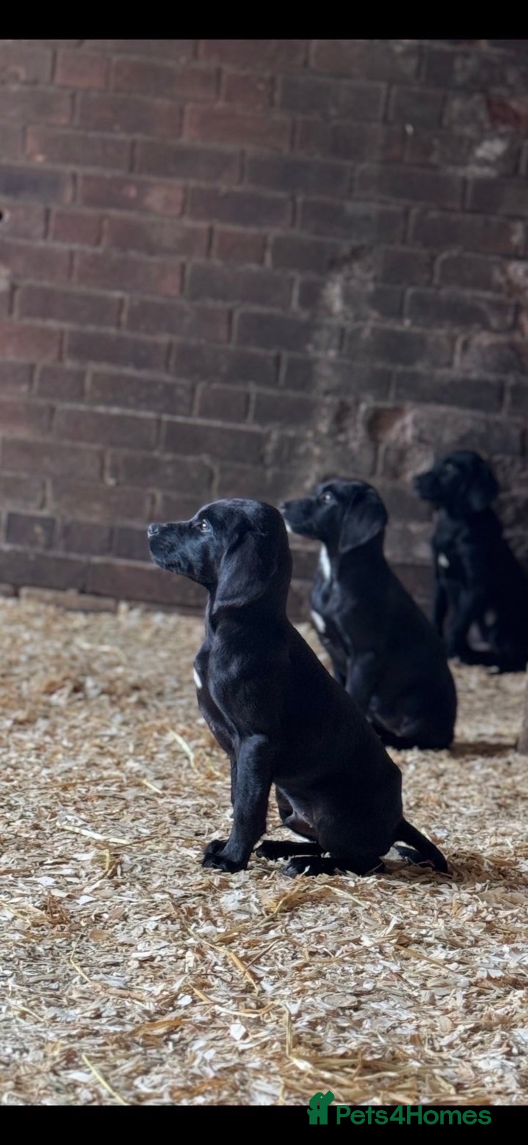 Springador dogs for sale: Black Springador Puppies - Image 2