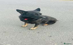German Shepherd dogs for sale: 🐾 Trained German Shepherd “Cuba”Loving Family Dog - Image 1