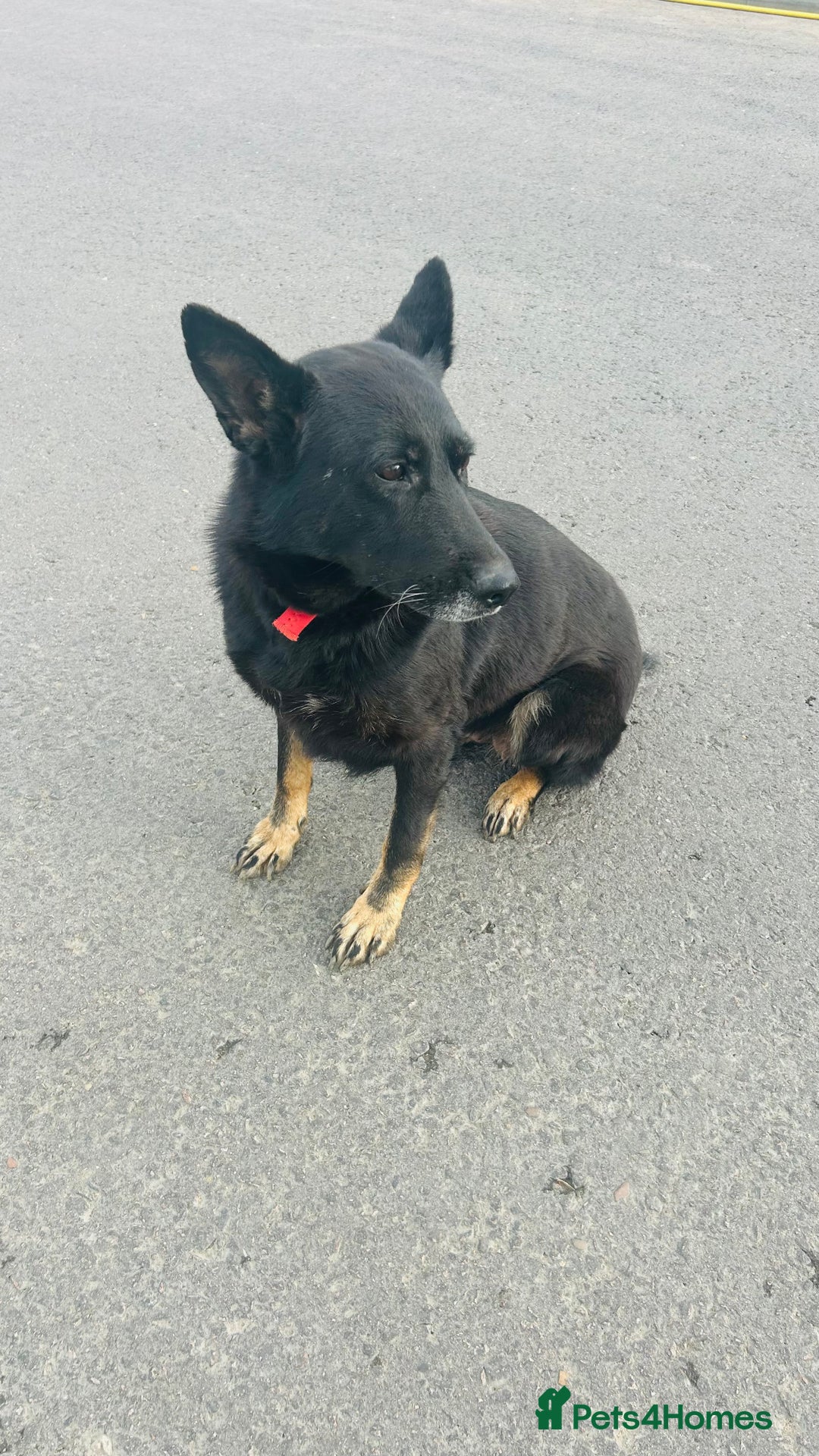 German Shepherd dogs for sale: 🐾 Trained German Shepherd “Cuba”Loving Family Dog - Image 1