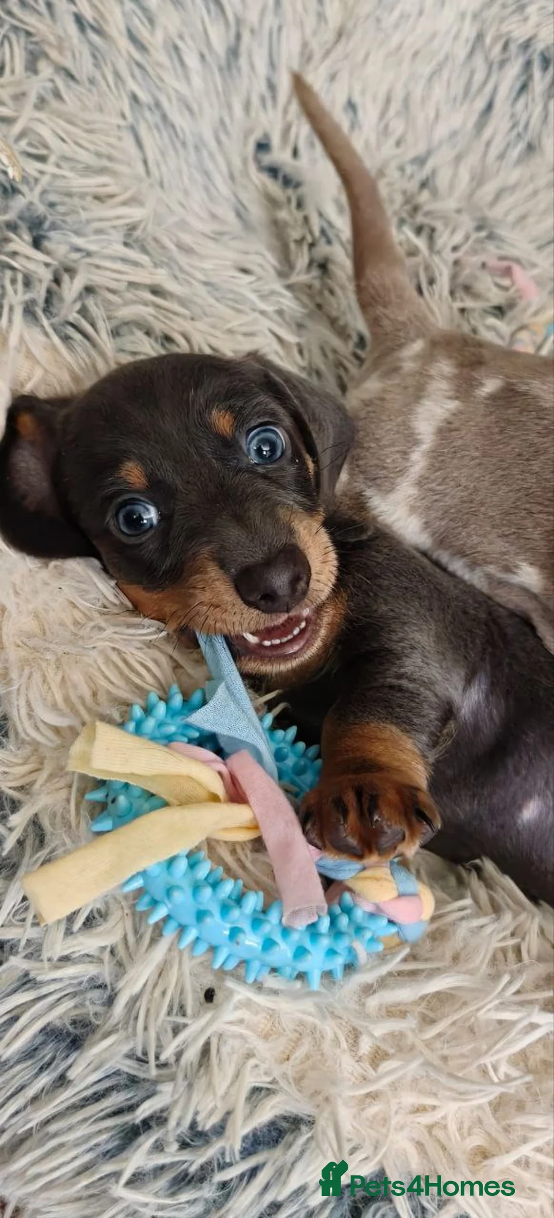 Miniature Dachshund dogs for sale: Lovely miniature dachshunds puppies for sale - Advert 3