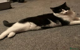 Mixed Breed cats for sale: URGENT REHOMING !!  - Image 1