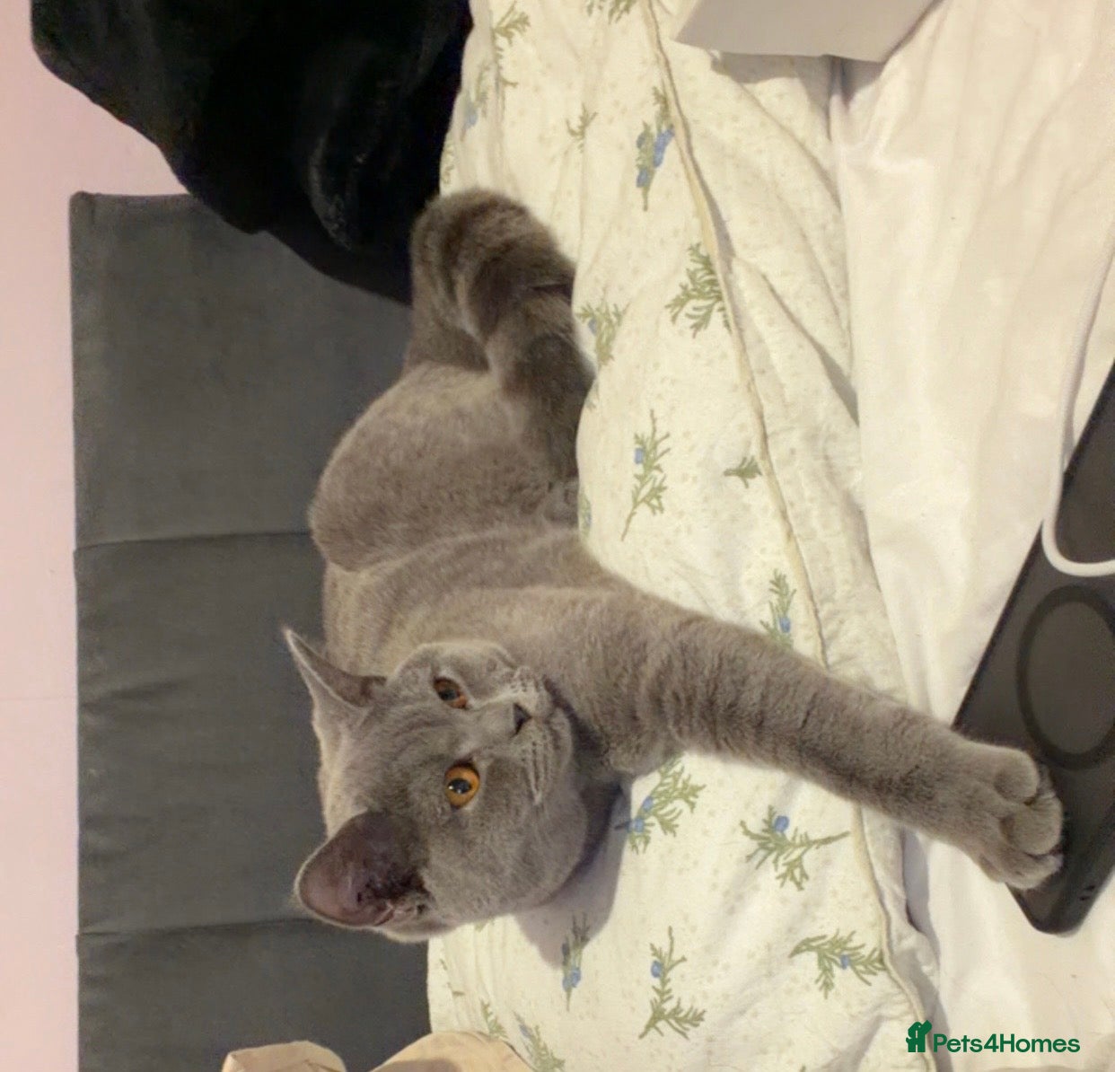 British Shorthair cats Lovely  Cats Looking for a Loving Home - Advert 1