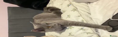British Shorthair 2