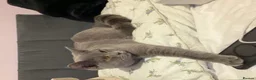 British Shorthair cats for sale: Lovely  Cats Looking for a Loving Home - Advert 1