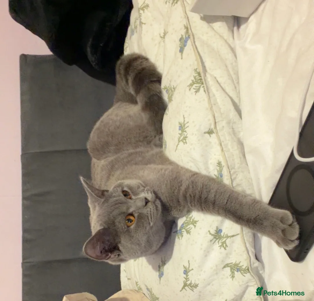 British Shorthair cats for sale: Lovely  Cats Looking for a Loving Home - Advert 1