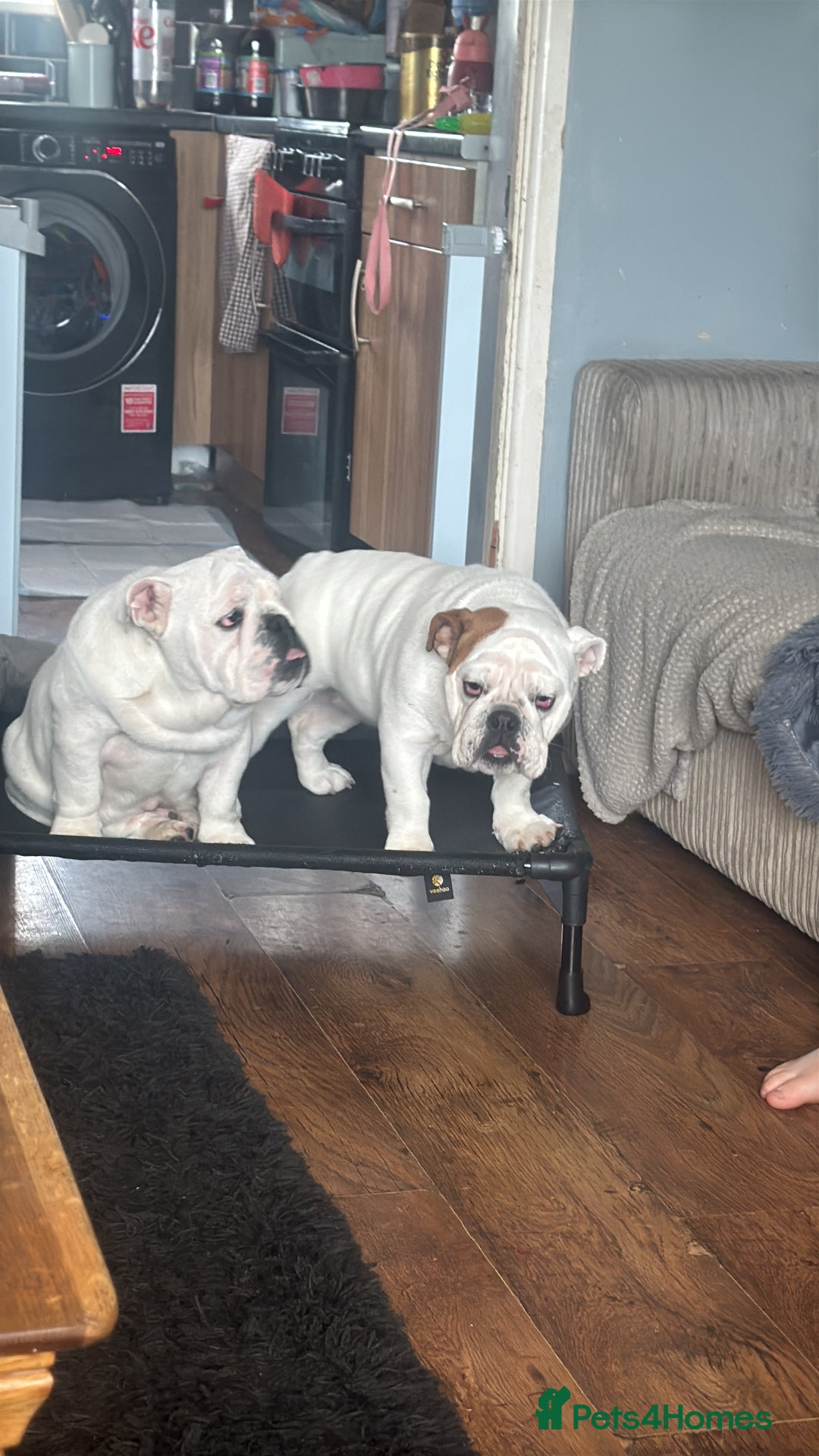 English Bulldog dogs for sale: Brother and sister for sale £2500 for both  - Advert 5