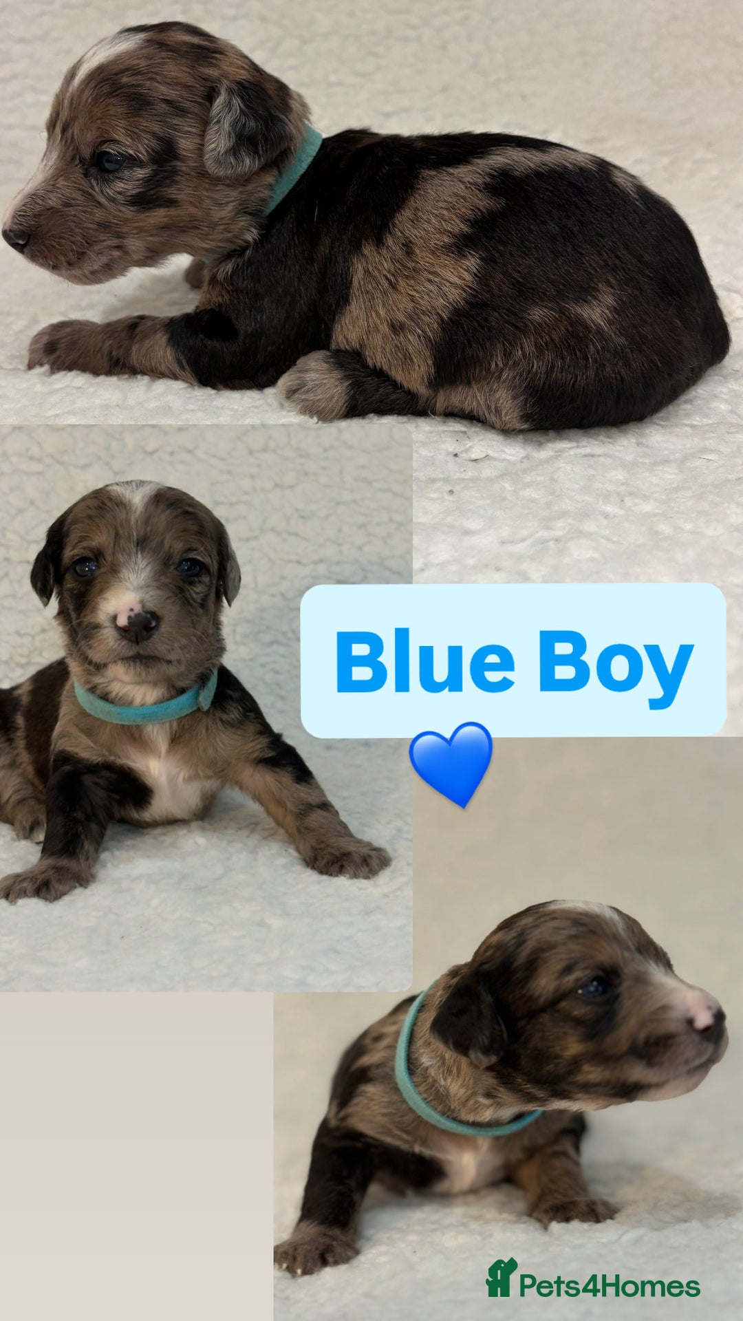 Mixed Breed dogs for sale: Mixed breed poodle puppies for sale  - Advert 8