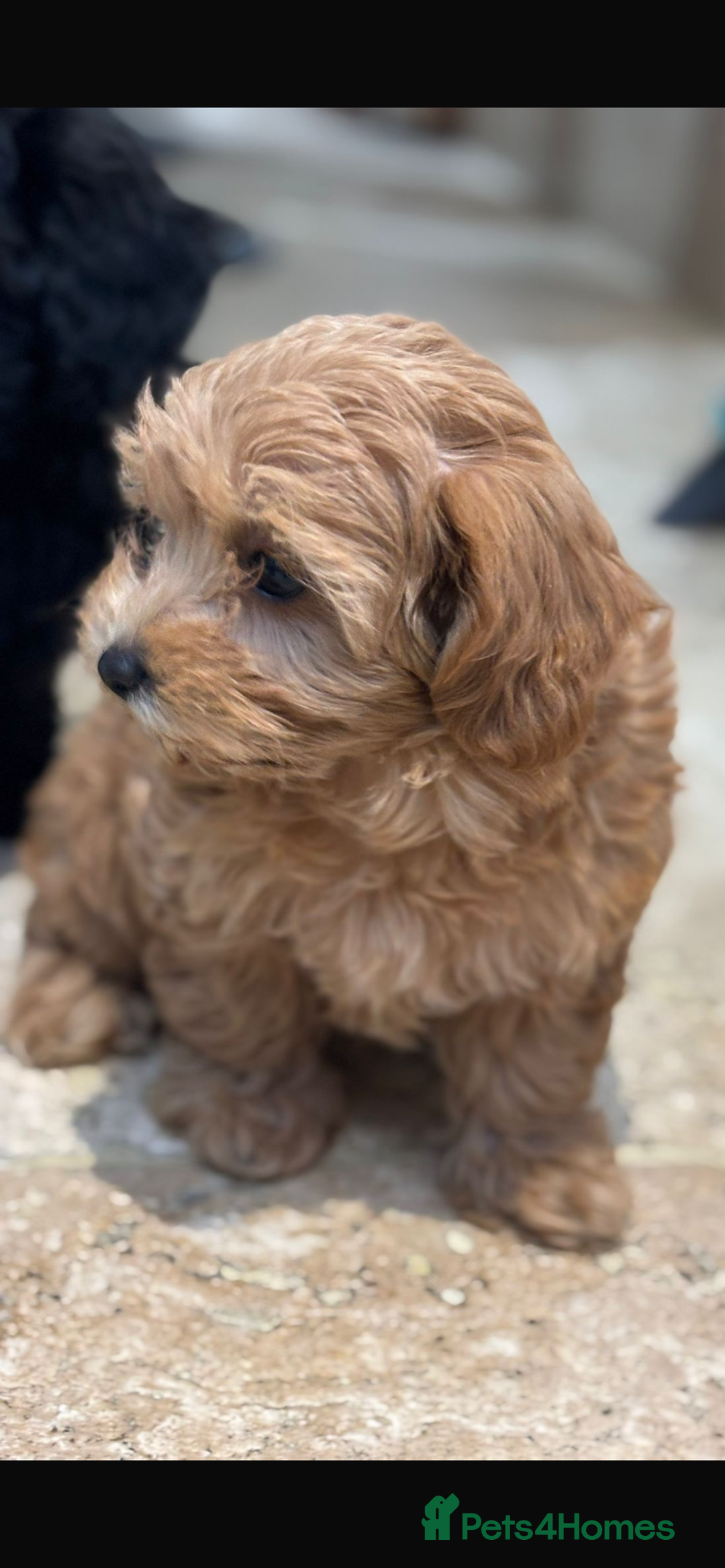 Maltipoo dogs for sale: Stunning maltipoo pups  - Advert 3