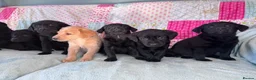 Labrador Retriever dogs for sale: KC Working Labrador Puppies–Health Tested- 3 left! - Advert 4