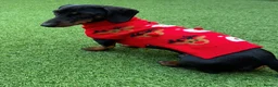 Dachshund dogs for stud: Rex   in Telford - Advert 9