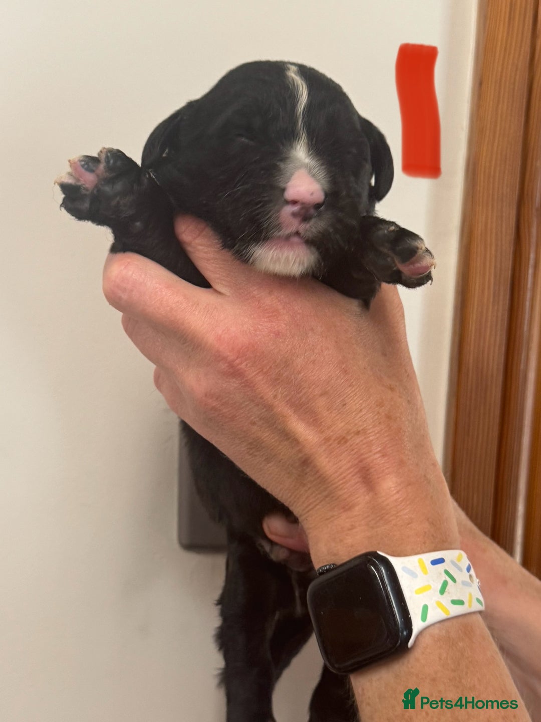 Mixed Breed dogs for sale: Labernese x Bernese mountain dog puppies  - Image 28
