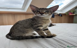 Siamese cats for sale: Siamese-Tabby Mix Kittens Available from 17th Sept - Image 16