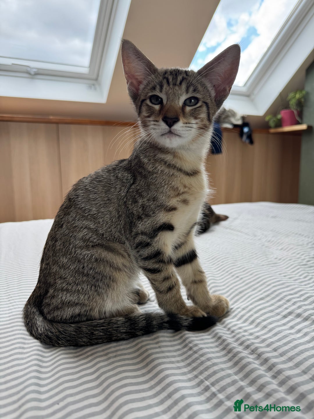 Siamese cats for sale: Siamese-Tabby Mix Kittens Available from 17th Sept - Image 16