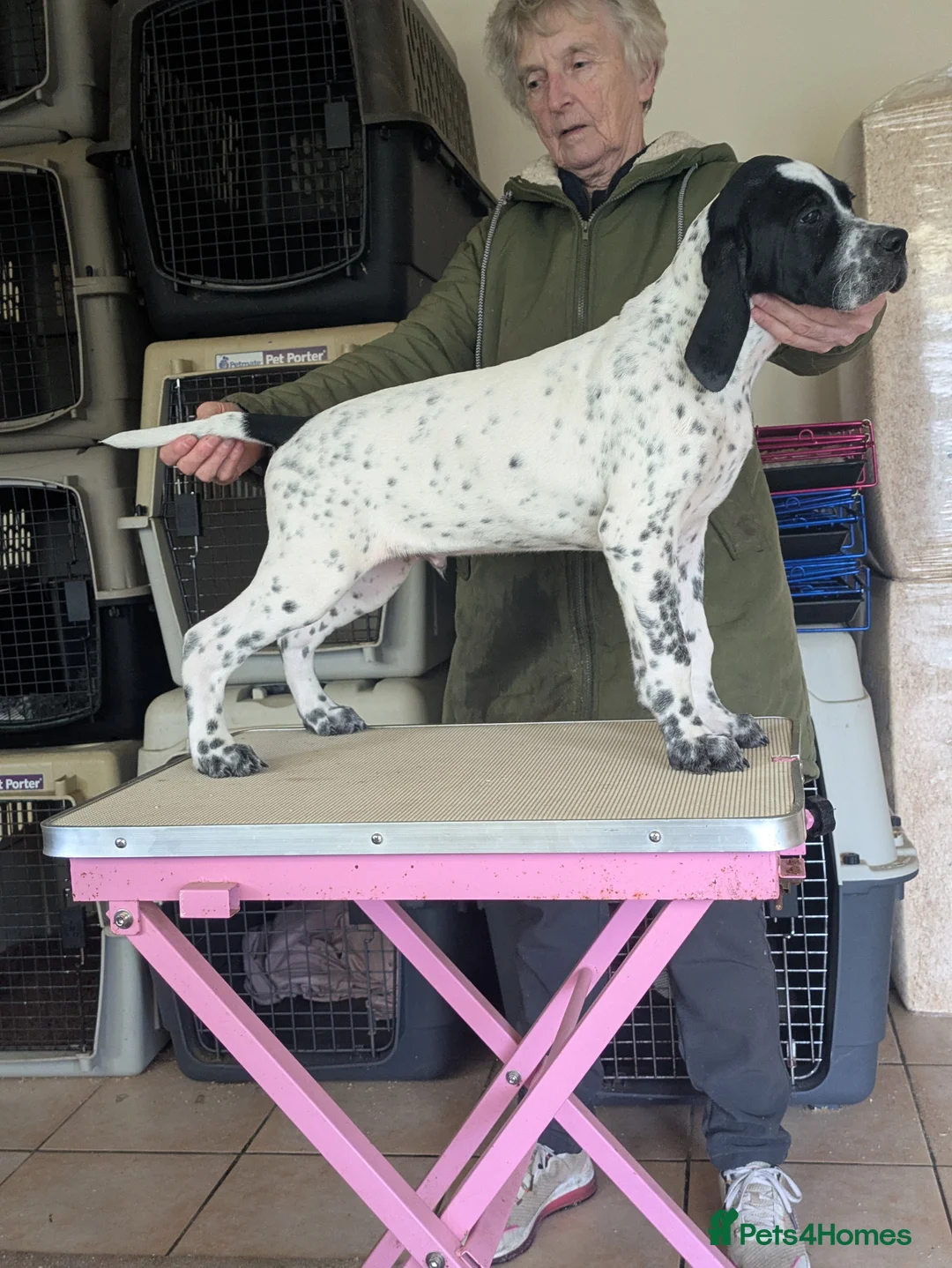 Pointer dogs for sale: Pointer - Advert 1