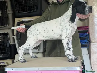 Pointer dogs Pointer - Advert 1