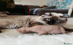 American Curl cats for sale: Two very rare and wonderful kittens for sale - Image 33