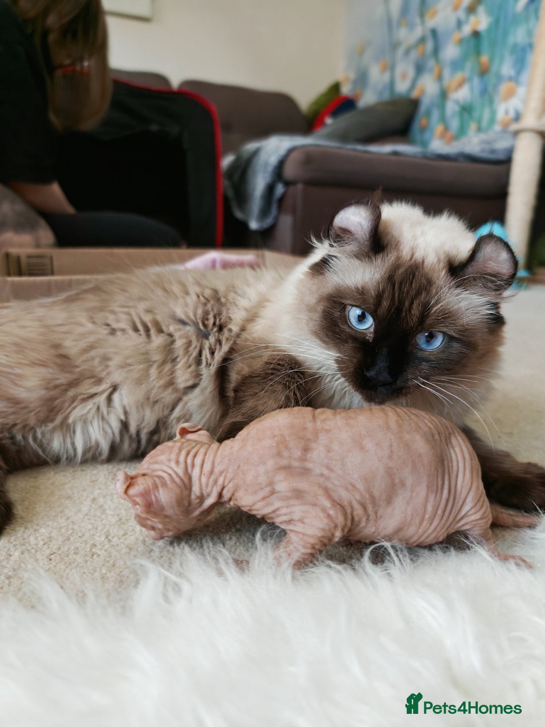 American Curl cats for sale: Two very rare and wonderful kittens for sale - Image 33