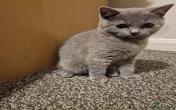 British Shorthair cats for sale: British shorthair kitties pure breed  in Sunderland - Image 2
