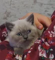 Blue color point boy british shorthair