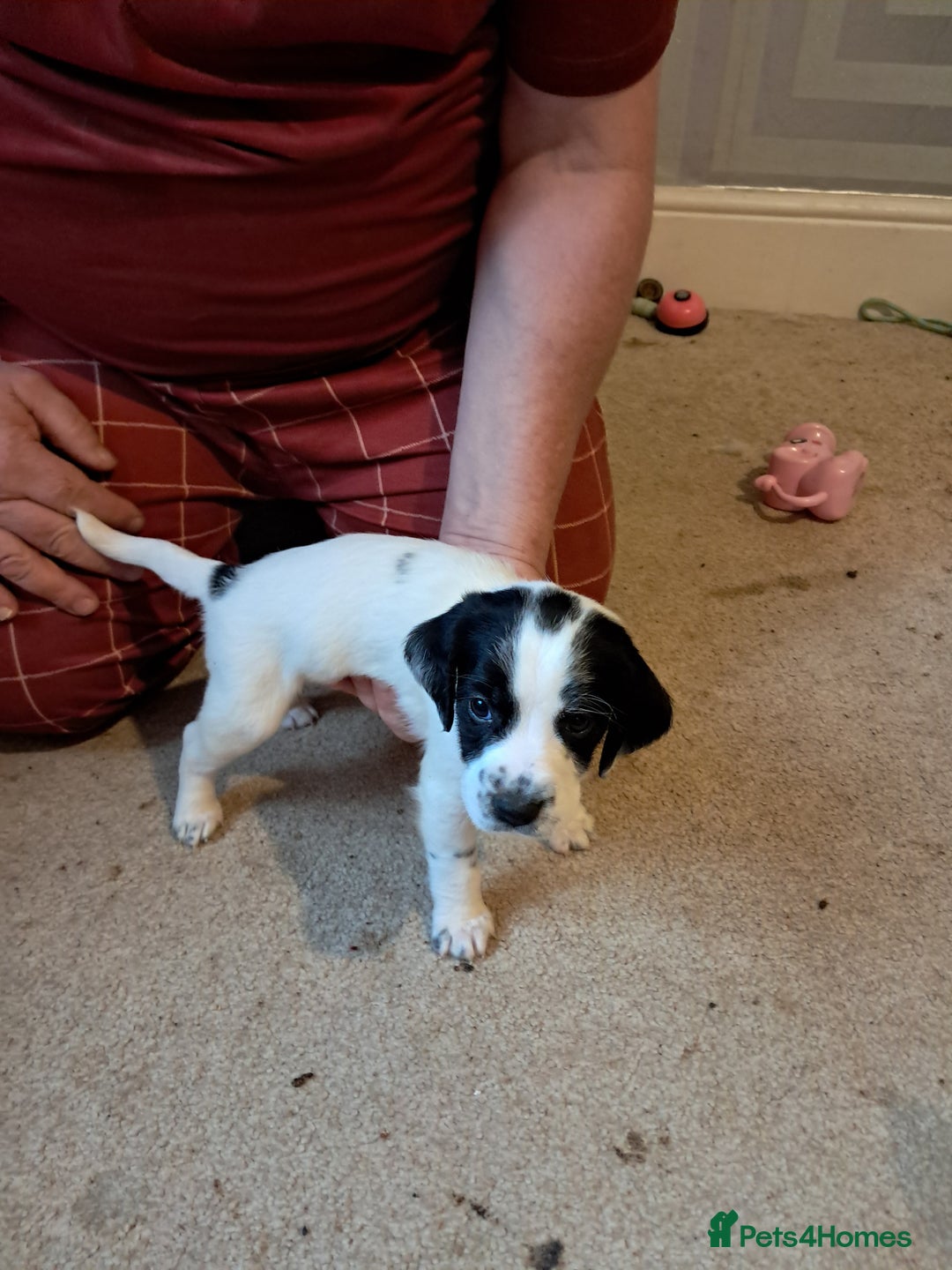 Mixed Breed dogs for sale: Splurcherpoo puppys - Advert 28