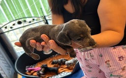 Miniature Dachshund dogs for sale: Six beautiful miniature Dachshunds - Image 21