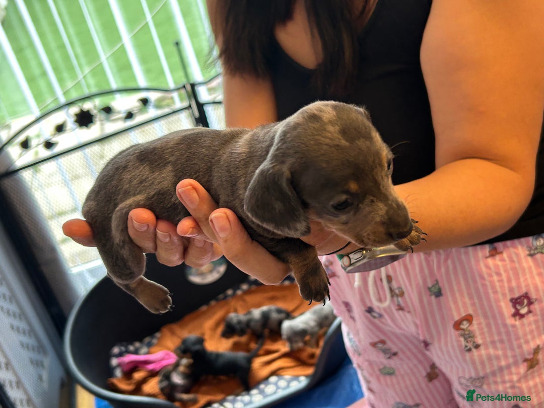 Miniature Dachshund dogs for sale: Six beautiful miniature Dachshunds - Image 21