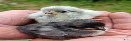 Chickens poultry for sale: Orpingtons, salmon fav, olive eggers, bourbon red  - Advert 2