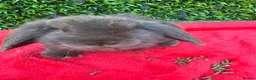 Continental Giant rabbits for sale: Giant French Lops & Mini Lops  - Advert 23