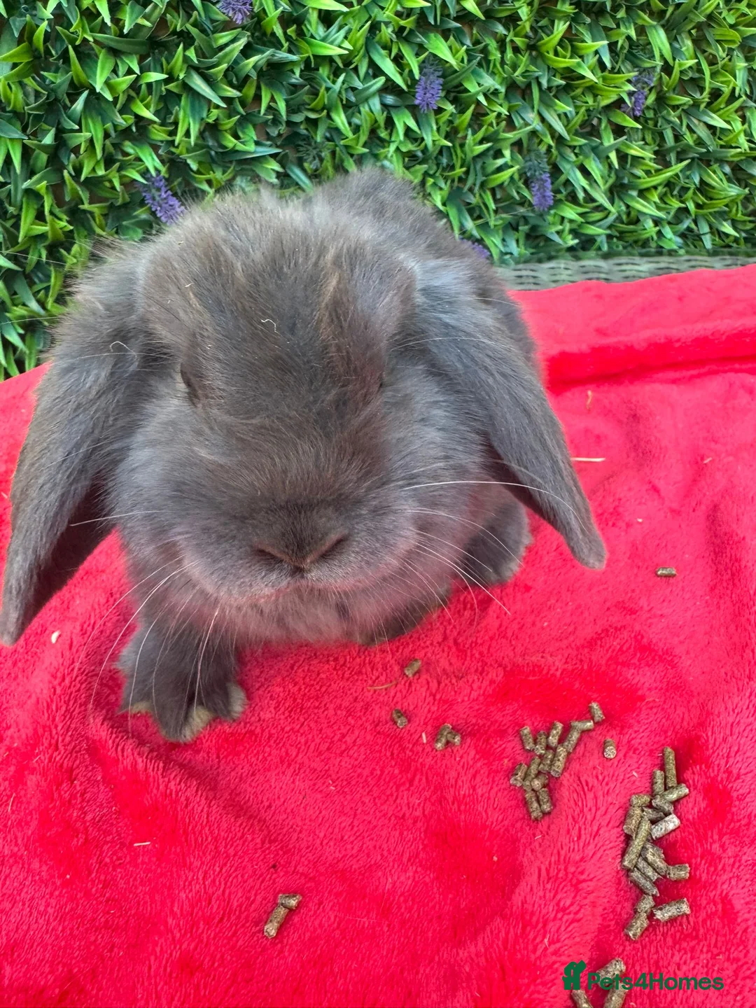 Continental Giant rabbits for sale: Giant French Lops & Mini Lops  - Advert 23