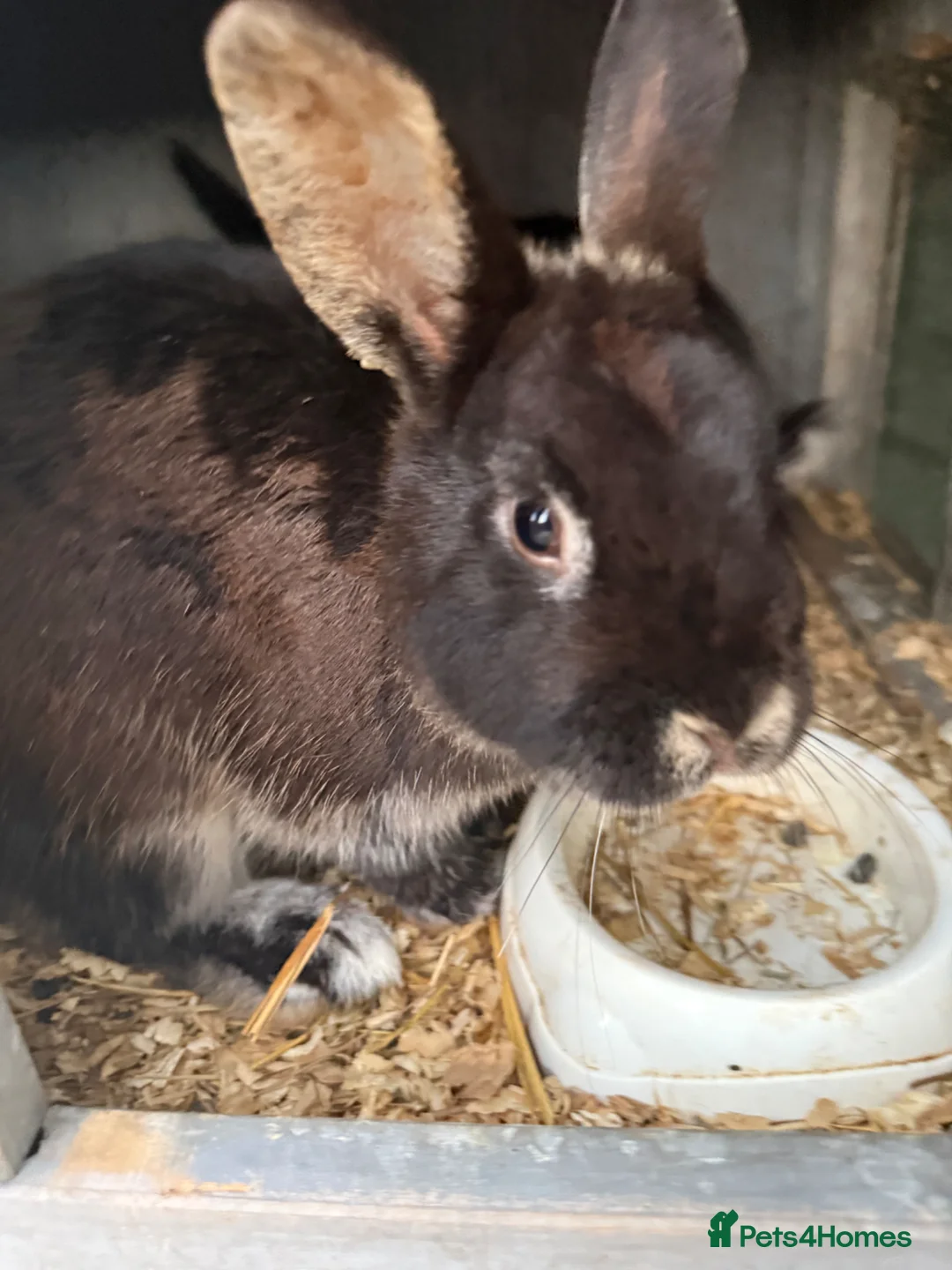 Mini Lop rabbits for sale: Mini lop X Netherland dwarf male  in Plymouth - Advert 2