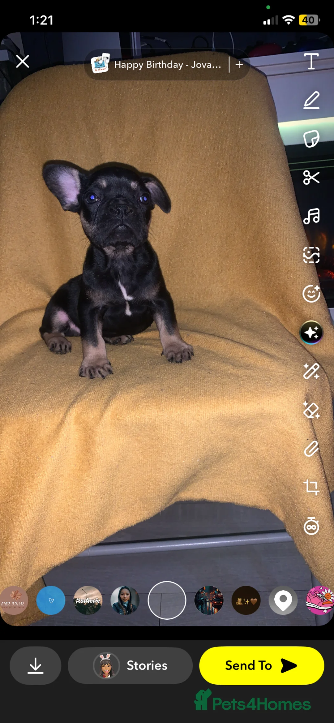 French Bulldog dogs for sale: Stunning French bulldog puppy's for sale  - Advert 7