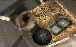 Lionhead rabbits for sale: Lionhead rabbit - Image 2