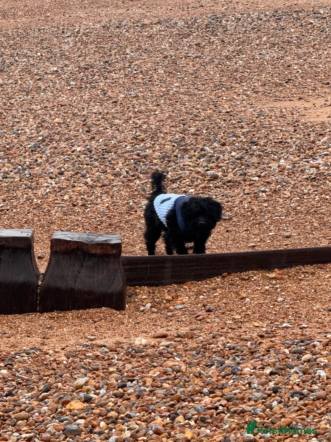 Cavapoo dogs for sale: Male cavapoo 5 MONTHS OLD  - Advert 2