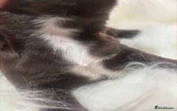 Sprocker dogs for sale: DNA CLEAR SUPERB QUALITY  LITTER🎃 - Image 2