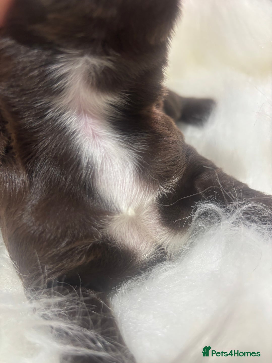 Sprocker dogs for sale: DNA CLEAR SUPERB QUALITY  LITTER🎃 - Image 2