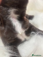 Sprocker dogs - Advert 4