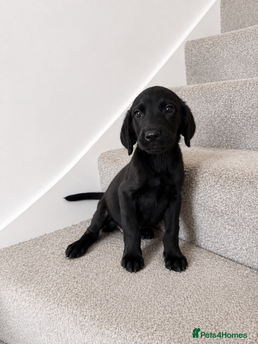 Goldador dogs Golden Retriever X KC Labrador Retriever - Advert 1