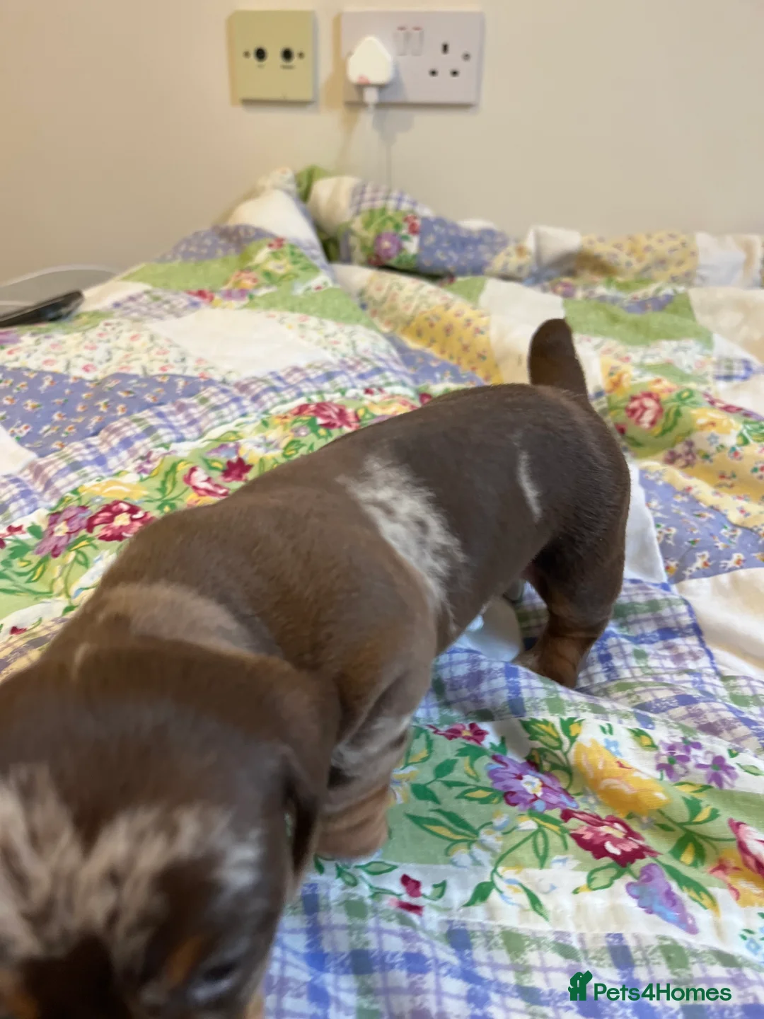 Miniature Dachshund dogs for sale: . Mini Dutch Hound Pups – Choc & Dapple - Advert 22