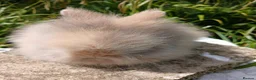 Lionhead rabbits for sale: Stunning DM lionhead baby rabbits - Advert 4