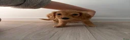 Dachshund dogs for sale: Dachshund Pups looking for their forever homes in Northampton - Advert 3