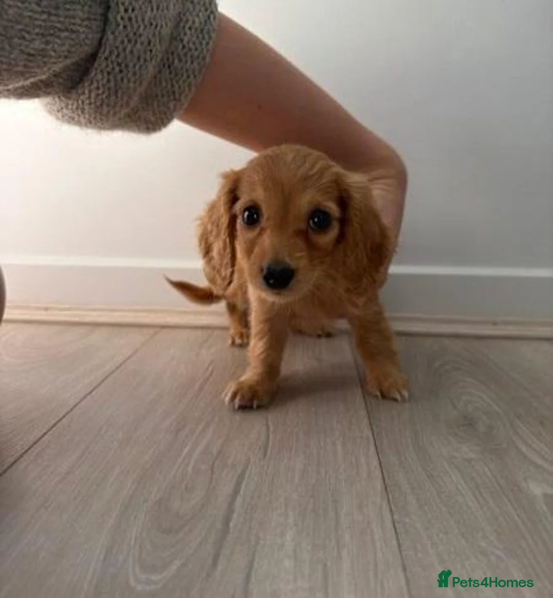 Dachshund dogs for sale: Dachshund Pups looking for their forever homes in Northampton - Advert 3