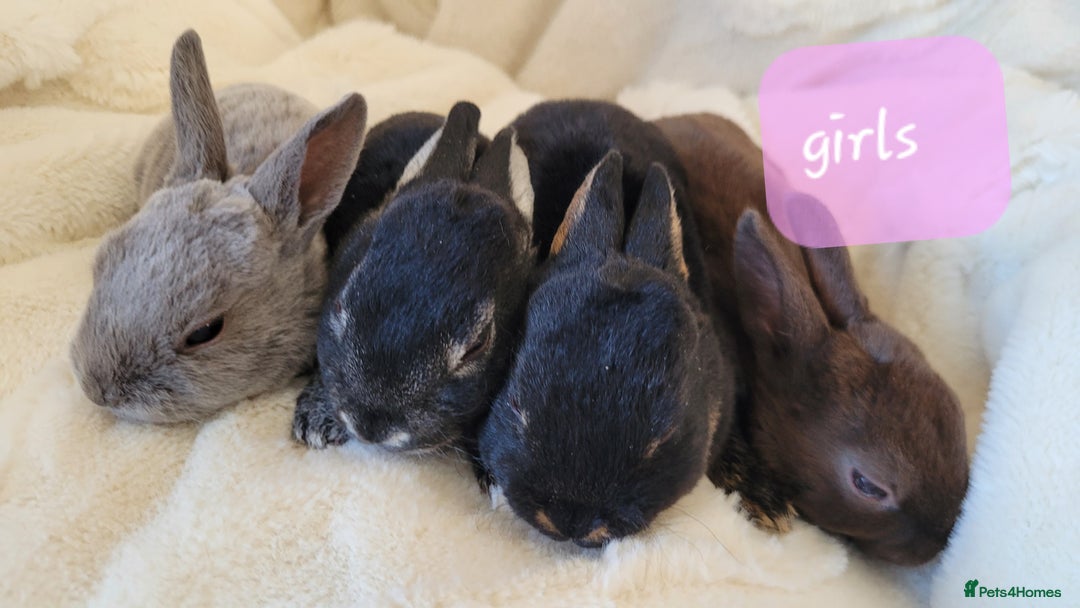 Rex rabbits for sale: Purebred Mini Rex babies - chocolate blue lilac - Image 3