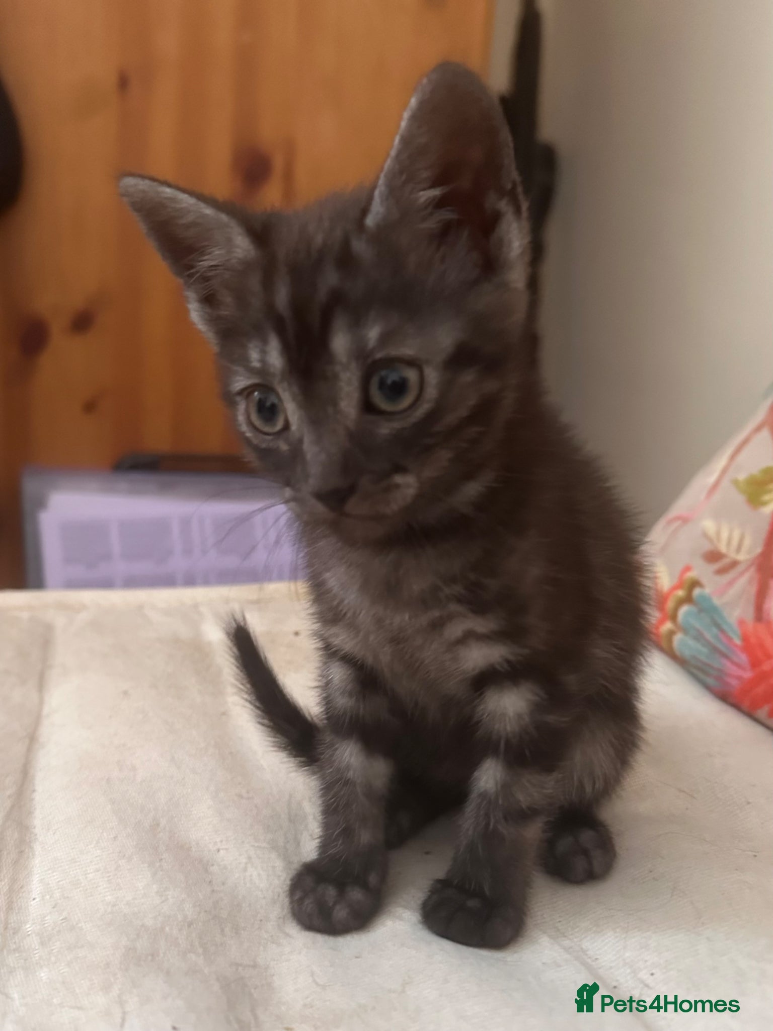Mixed Breed cats Beautiful playful loving kittens  - Advert 3