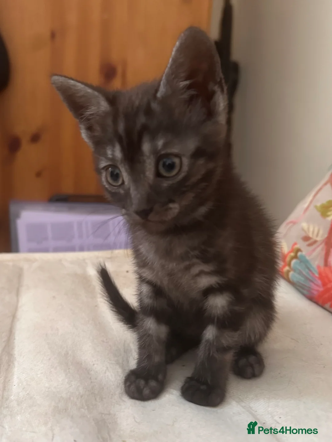 Mixed Breed cats for sale: Beautiful playful loving kittens  - Advert 1