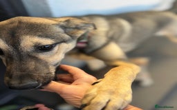 Mixed Breed dogs for adoption: MOCHI – a Superb young Girl for a Loving Home - Advert 28