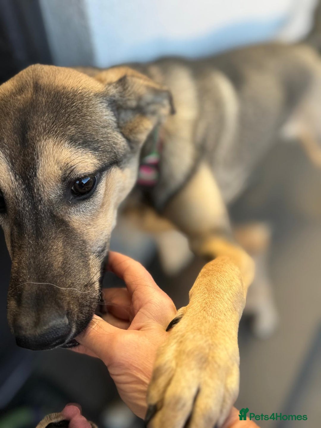 Mixed Breed dogs for adoption: MOCHI – a Superb young Girl for a Loving Home - Advert 28